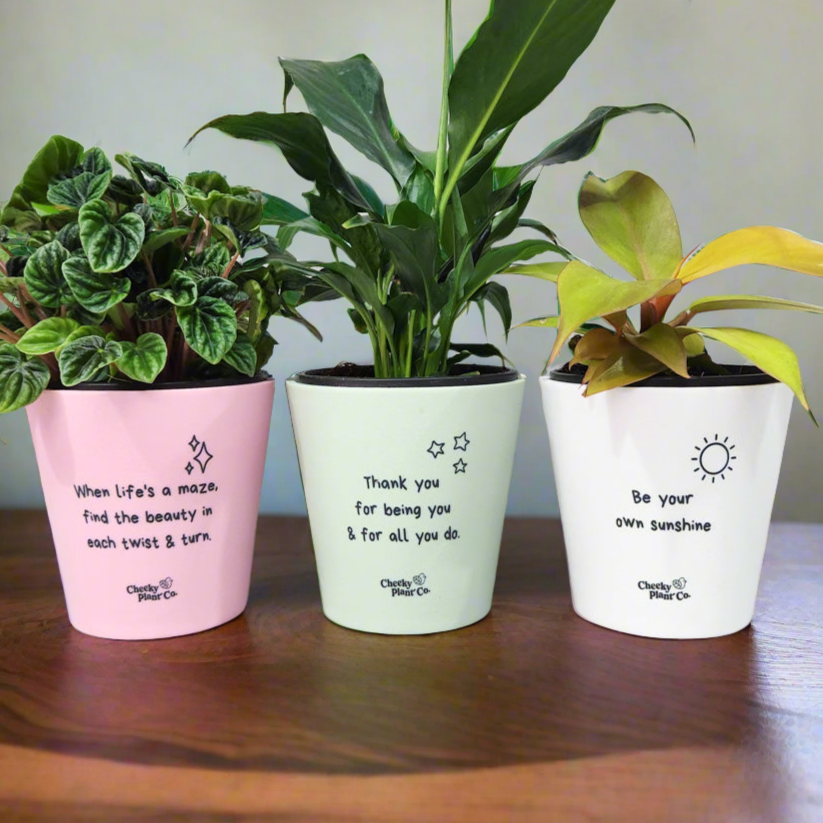 Trio Assorted Indoor Plants in Positive Pots (11cmDx11cmH) - Sydney Only