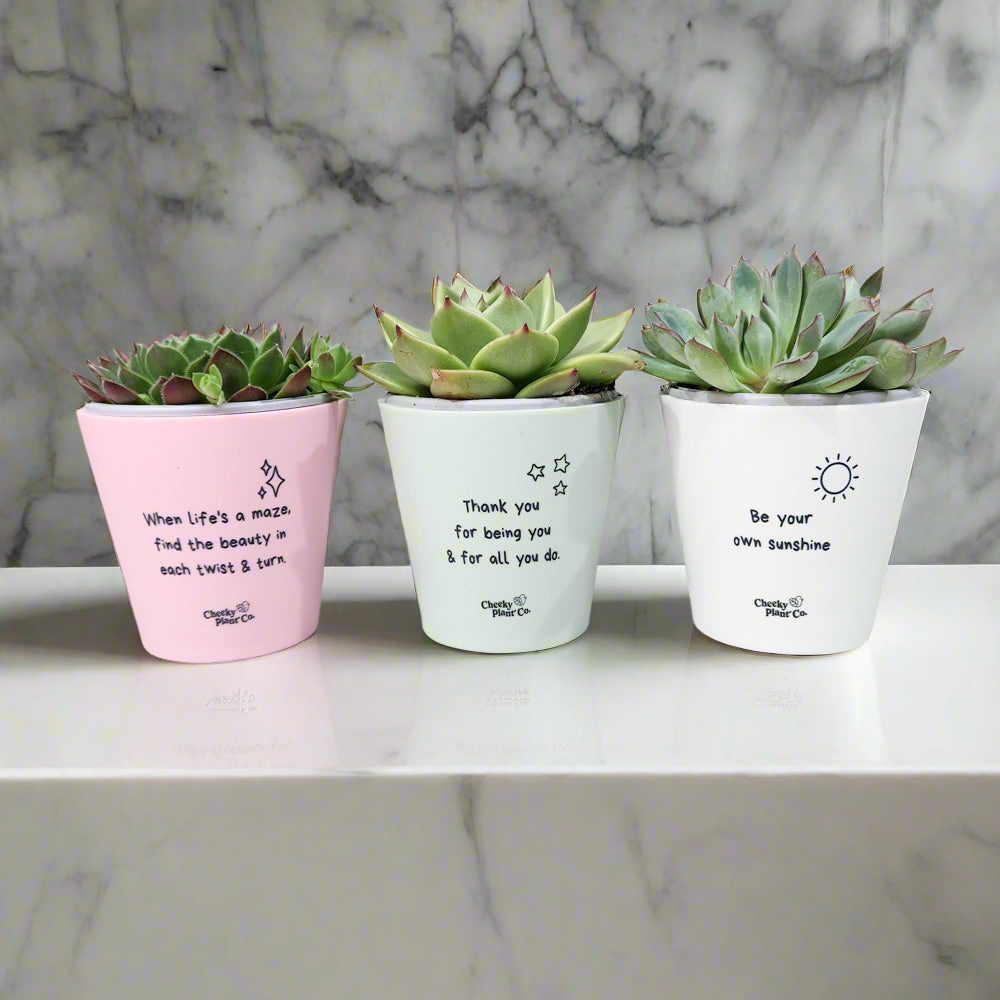 Trio Assorted Succulents in Positive Pots (11cmDx11cmH) - Sydney Only