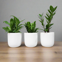 Load image into Gallery viewer, Office Plants - Assorted Trio - 120mm White Ceramic Pot - Sydney Only
