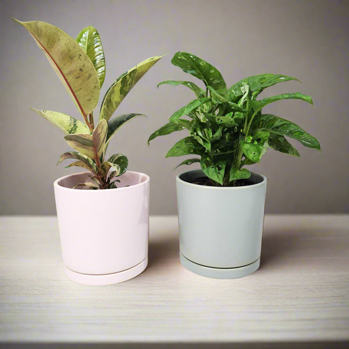 Office Plants - Assorted Duo - 150mm Sea Foam & Light Pink Ceramic Pot - Sydney Only