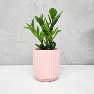 Assorted Indoor Plant in Light Pink Ribbed Ceramic Pot (14cmDx15cmH) - Sydney Only