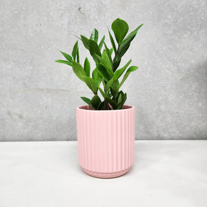 Assorted Indoor Plant in Light Pink Ribbed Ceramic Pot (14cmDx15cmH) - Sydney Only