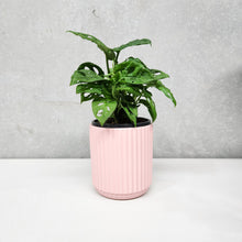 Load image into Gallery viewer, Assorted Indoor Plant in Light Pink Ribbed Ceramic Pot (14cmDx15cmH) - Sydney Only
