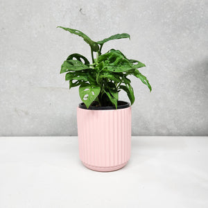 Assorted Indoor Plant in Light Pink Ribbed Ceramic Pot (14cmDx15cmH) - Sydney Only
