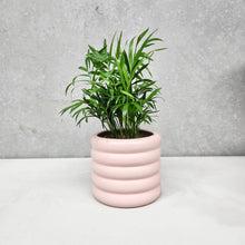 Load image into Gallery viewer, Assorted Indoor Plant in Pink Beehive Ceramic Pot (14.5cmDx13cmH) - Sydney Only
