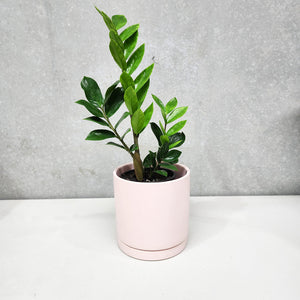Assorted Indoor Plant in Light Pink Ceramic Pot (18cmDx18.5cmH) - Sydney Only