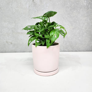 Assorted Indoor Plant in Light Pink Ceramic Pot (15cmDx15cmH) - Sydney Only