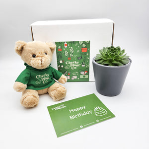 Teddy Bear & Succulent Gift Box