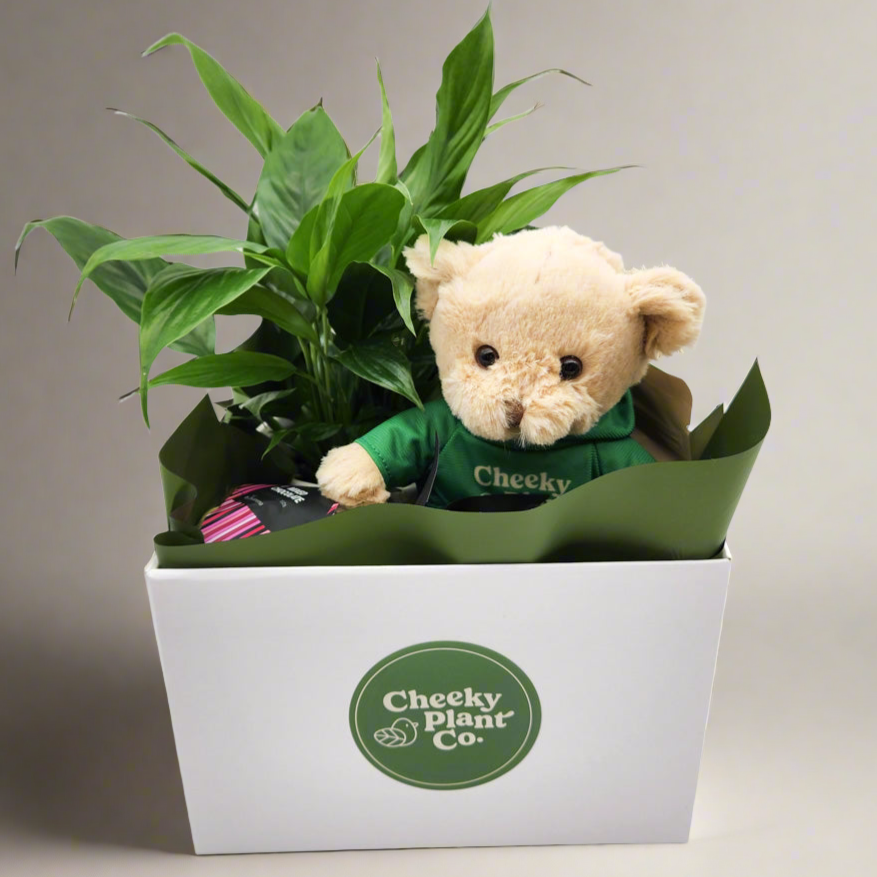 Thinking of You Gift Hamper - Better than Flowers - Sydney Only