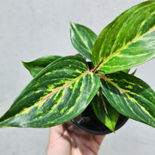 Load image into Gallery viewer, Aglaonema &#39;Ammaj Jareon&#39; - 100mm
