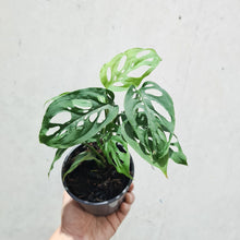 Load image into Gallery viewer, Monstera adansonii &#39;Esqueleto&#39; - 100mm
