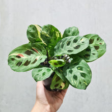 Load image into Gallery viewer, Maranta kerchoveana - Variegated - 100mm
