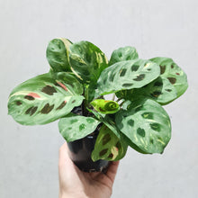Load image into Gallery viewer, Maranta kerchoveana - Variegated - 100mm
