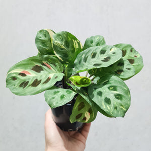 Maranta kerchoveana - Variegated - 100mm