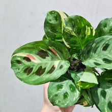 Load image into Gallery viewer, Maranta kerchoveana - Variegated - 100mm
