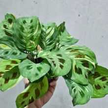 Load image into Gallery viewer, Maranta kerchoveana - Variegated - 100mm

