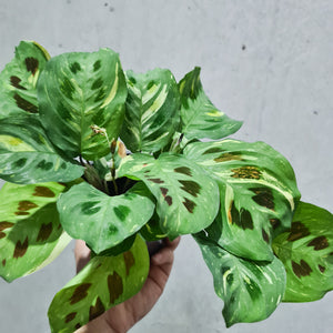 Maranta kerchoveana - Variegated - 100mm