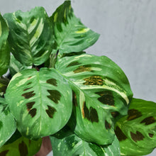 Load image into Gallery viewer, Maranta kerchoveana - Variegated - 100mm
