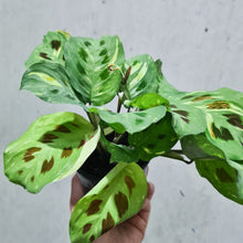 Load image into Gallery viewer, Maranta kerchoveana - Variegated - 100mm
