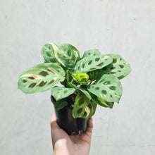Load image into Gallery viewer, Maranta kerchoveana - Variegated - 100mm
