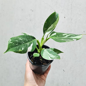 Philodendron punctata - 100mm