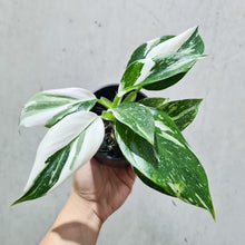 Load image into Gallery viewer, Philodendron punctata - 100mm
