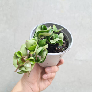 Hoya Compacta 'Indian Rope' - 105mm