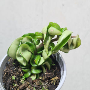 Hoya Compacta 'Indian Rope' - 105mm