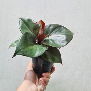 Philodendron erubescens 'Red Heart' - 100mm