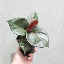 Load image into Gallery viewer, Philodendron erubescens &#39;Red Heart&#39; - 100mm
