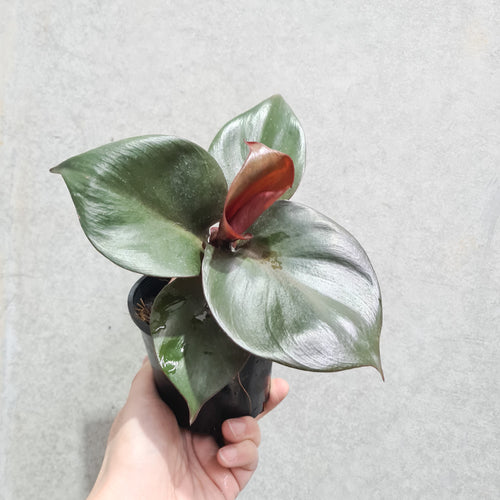 Philodendron erubescens 'Red Heart' - 100mm