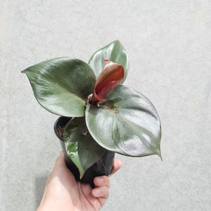 Philodendron erubescens 'Red Heart' - 100mm