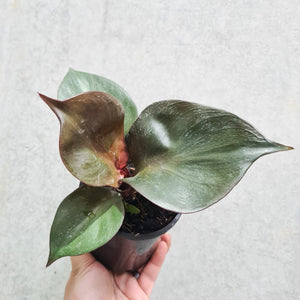 Philodendron erubescens 'Red Heart' - 100mm