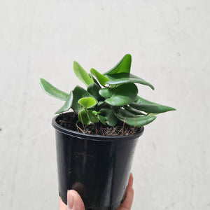 Hemionitis Arifolia 'Heart Fern' - 100mm