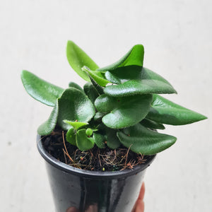 Hemionitis Arifolia 'Heart Fern' - 100mm