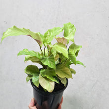 Load image into Gallery viewer, Calathea Thai Beauty - 100mm
