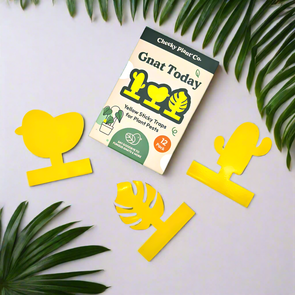 Gnat Today - Fungus Gnat Traps (Pack of 12) - Cheeky Plant Co.