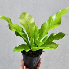 Load image into Gallery viewer, Asplenium Nidus Avis Bird&#39;s Nest Fern - 100mm
