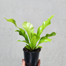 Load image into Gallery viewer, Asplenium Nidus Avis Bird&#39;s Nest Fern - 100mm
