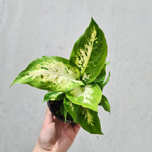Load image into Gallery viewer, Dieffenbachia Amy - 100mm
