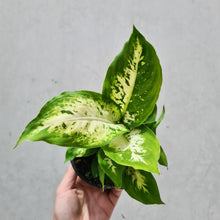 Load image into Gallery viewer, Dieffenbachia Amy - 100mm

