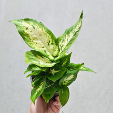 Load image into Gallery viewer, Dieffenbachia Amy - 100mm
