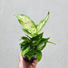 Load image into Gallery viewer, Dieffenbachia Amy - 100mm
