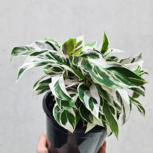 Calathea White Fusion - 130mm