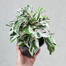 Load image into Gallery viewer, Calathea White Fusion - 130mm
