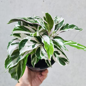 Calathea White Fusion - 130mm