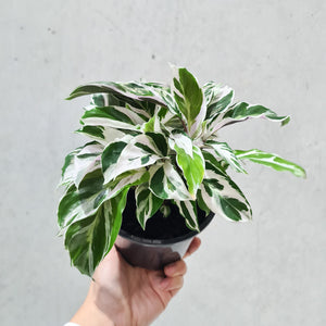 Calathea White Fusion - 130mm