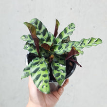 Load image into Gallery viewer, Calathea insignis &#39;Rattlesnake Plant&#39; - 130mm
