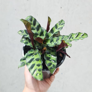 Calathea insignis 'Rattlesnake Plant' - 130mm