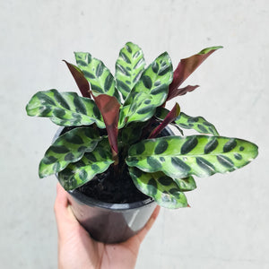 Calathea insignis 'Rattlesnake Plant' - 130mm